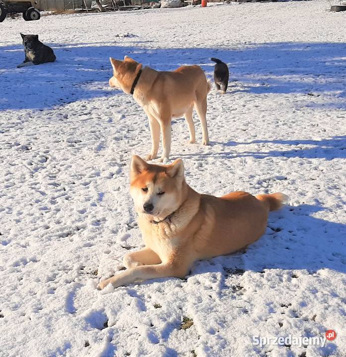 FCI Akita Inu czerwone i białe zoopsychologa Warszawa