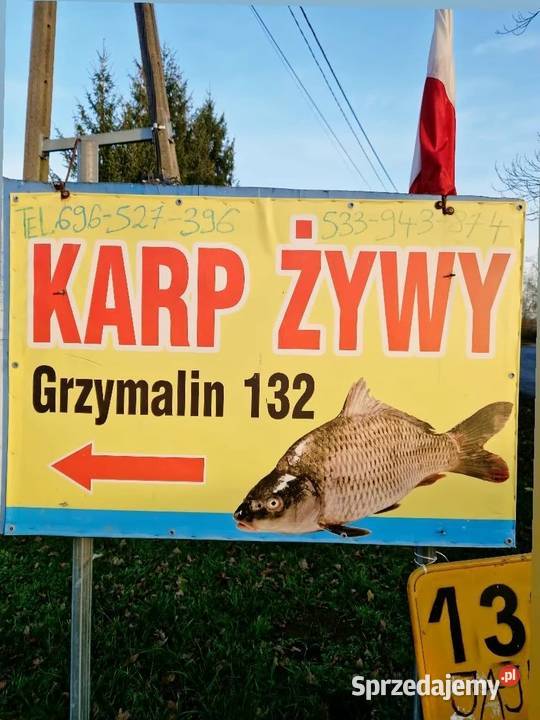 Karp żywy Świąteczny Legnica sprzedam