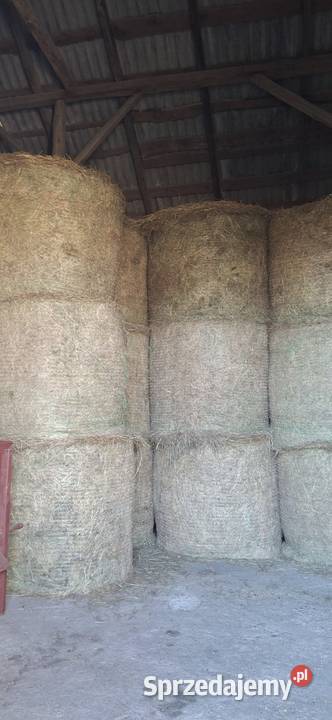 siano sianokiszonka Trawy, słoma Trawy, słoma Ciechanów