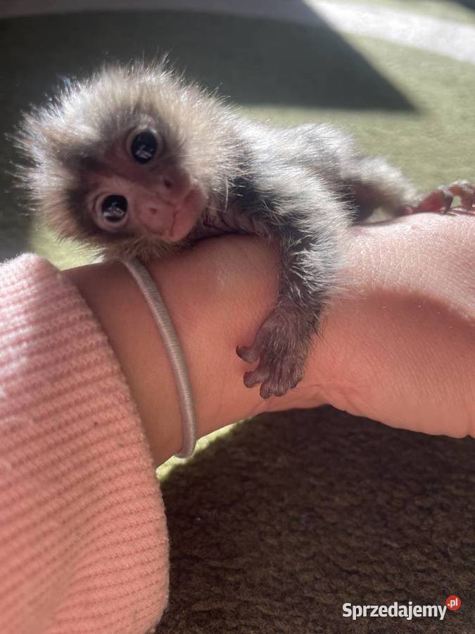 Marmozetta Białoucha ręcznie karmione maluszki Pozostałe Białystok