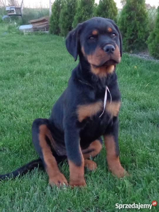 Rottweiler szczenięta z rodowodem ZKwP FCI lubelskie Krępiec