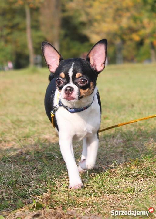 Chihuahua z rodowodem ZKwP łódzkie Zgierz sprzedam