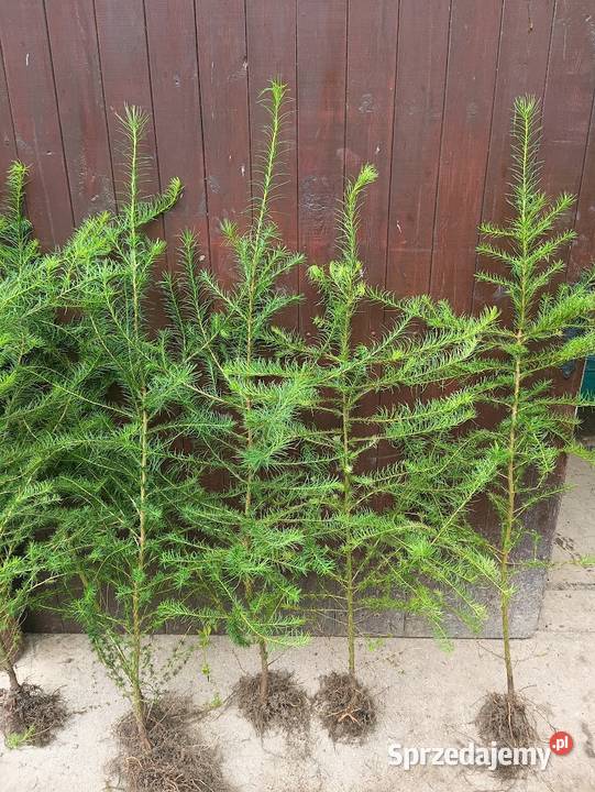 Sadzonki modrzew europejski 140 180 Szkółkowany Szczecinek