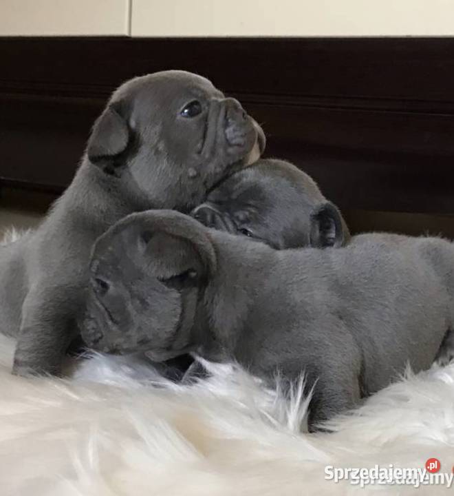 Buldog francuski niebieskie szczeniaki Wrocław sprzedam