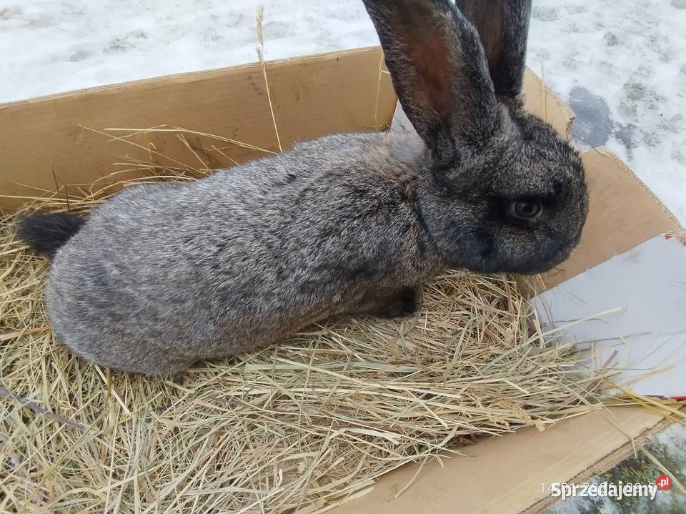 Samica zakocona mieszaniec Szubin