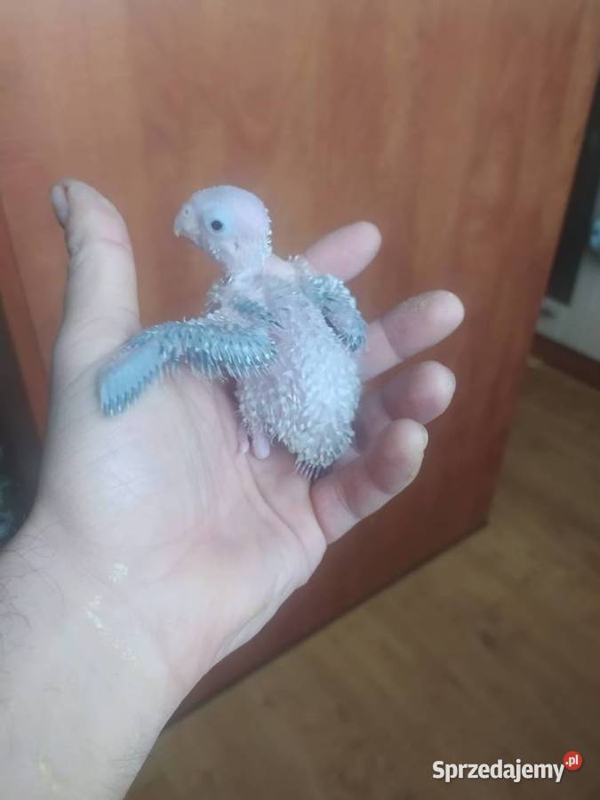 Papugi Rudosterki Ręcznie karmione Tychy