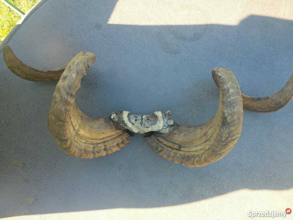 Poroże ślimy muflona Świebodzin