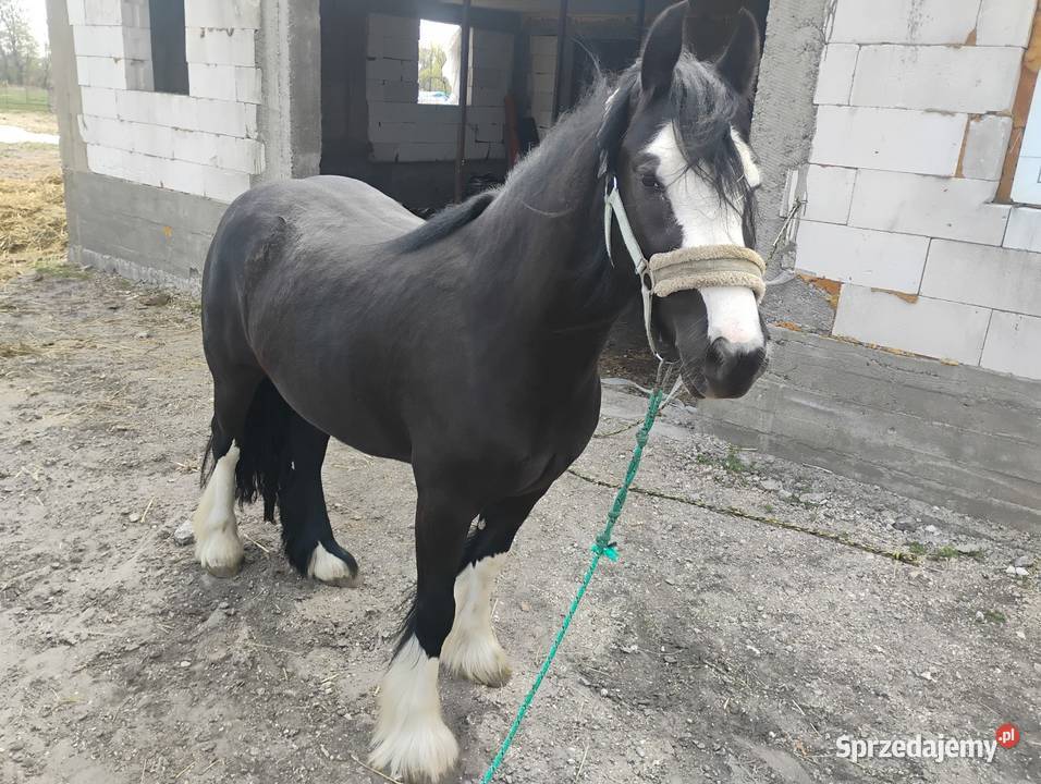 Klacz tinker świętokrzyskie sprzedam