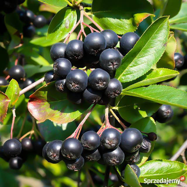 ARONIA CZARNOOWOCOWA sadzonki w doniczkach Ustronie