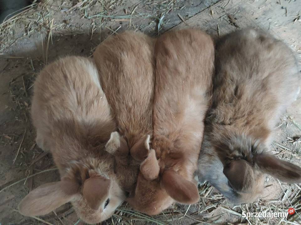 Sprzedam króliki Parczew