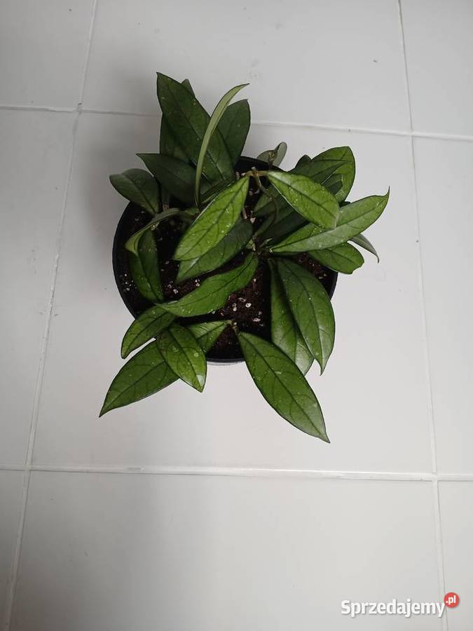 Hoya crassipetiolata hoja gęsta sadzonka w Częstochowa