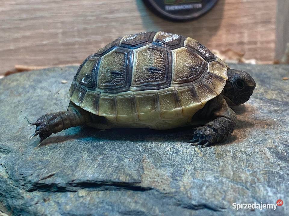 Sprzedam żółwia greckiego z całym wyposażeniem Nowy Dwór Mazowiecki