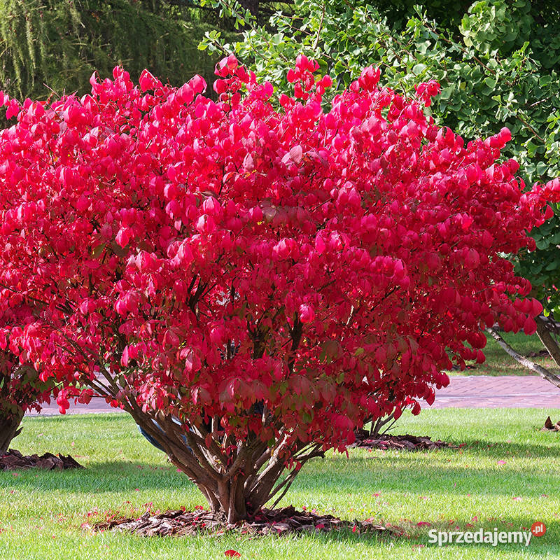 Trzmielina Oskrzydlona DUŻE SADZONKI Dobczyce