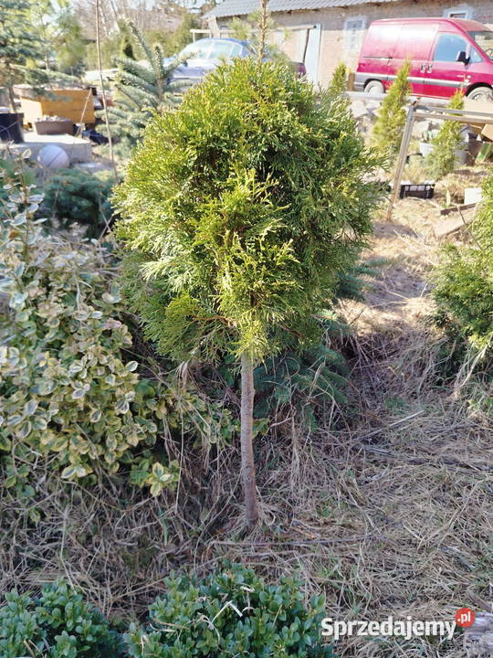 Tuja kulka sprzedajemy Pozostałe Kamionka