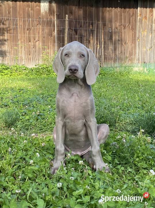 Szczeniak Wyżeł weimarski pies Kraków