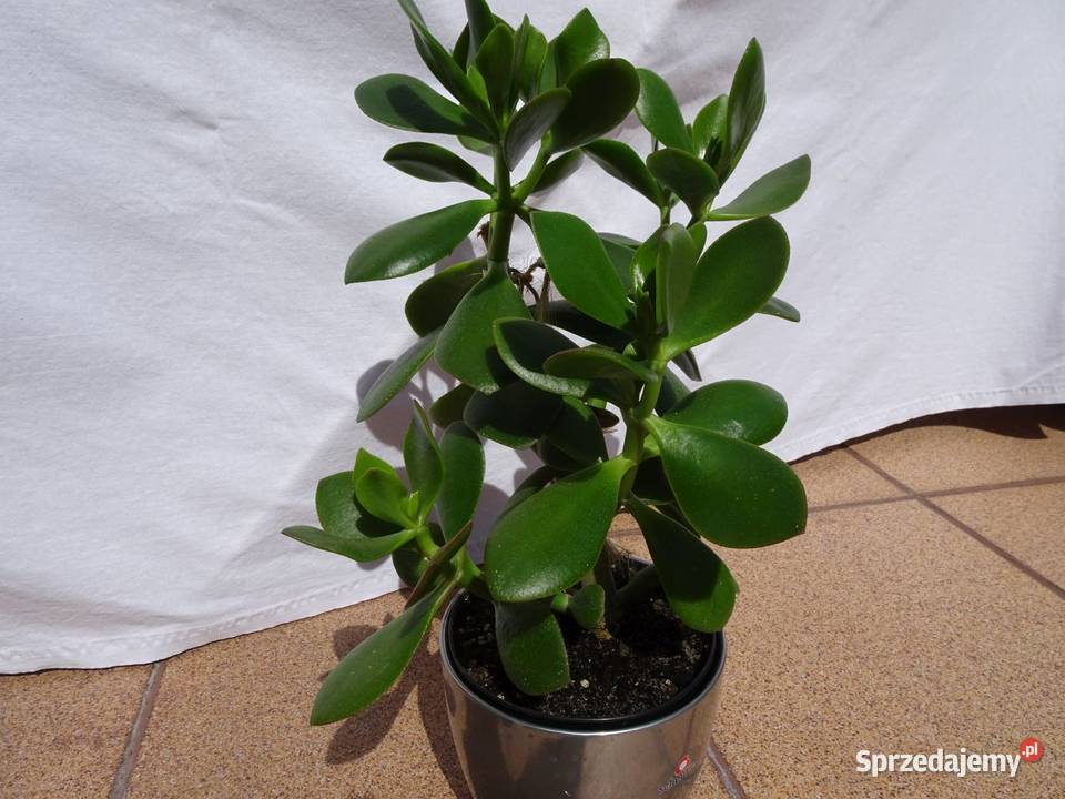 Grubosz roślina domowa sukulent 2 drzewko Nowy Sącz