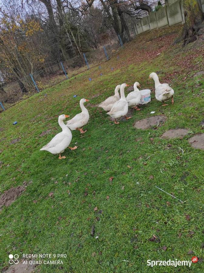 Sprzedam Gęsi Połęczyno