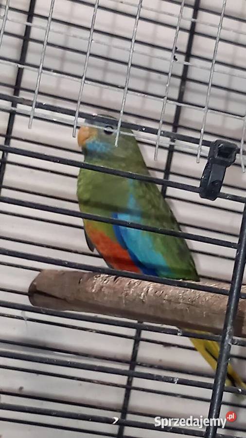 Łąkówki wspaniałe Ptaki Rybitwy