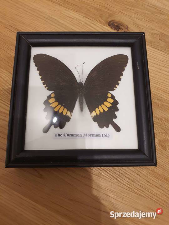Kolekcja motyli w gablocie na sprzedaż Jelenia Góra sprzedam
