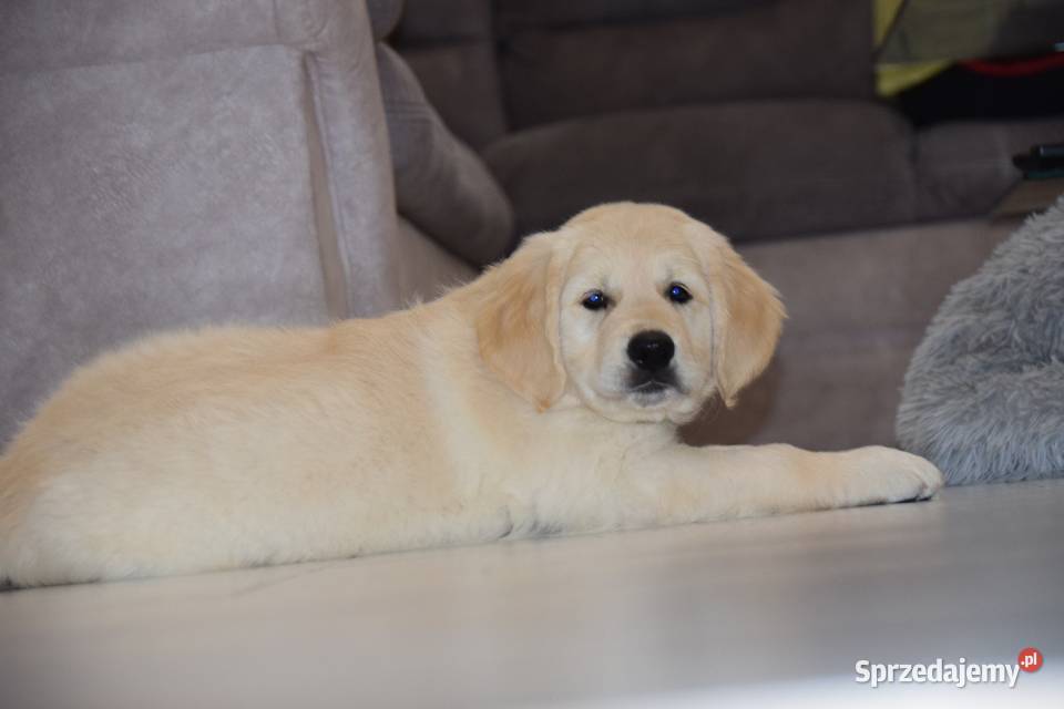 Szczenięta Golden Retriever ZKWP FCI Golden Retriever