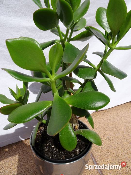 Grubosz roślina domowa sukulent 2 drzewko Nowy Sącz