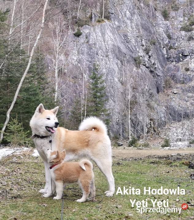 Szczeniak Akita japońska z rodowodem ZKwP FCI Lublin