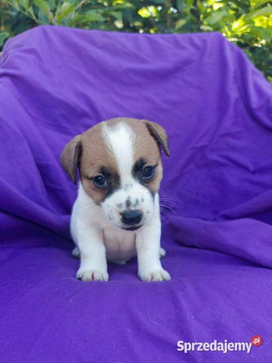 Wzorcowy Jack Russell Terrier JRT piękna budowa Krapkowice