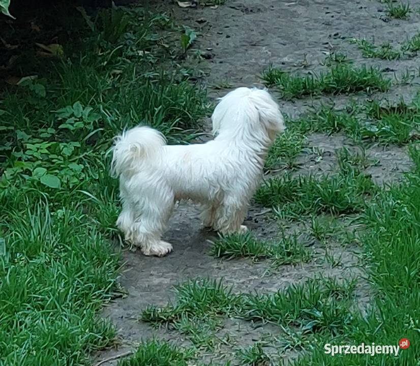 maltańczyk piesek 12 miesięcy Łużna sprzedam