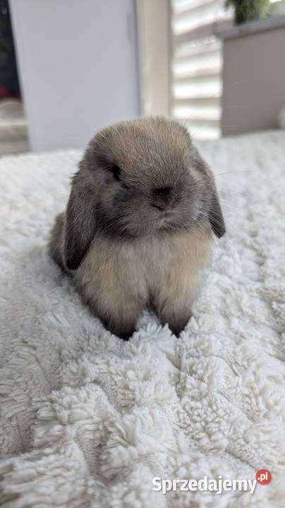 Mini lop królik miniaturka mały karzełek baranek małopolskie Tarnów
