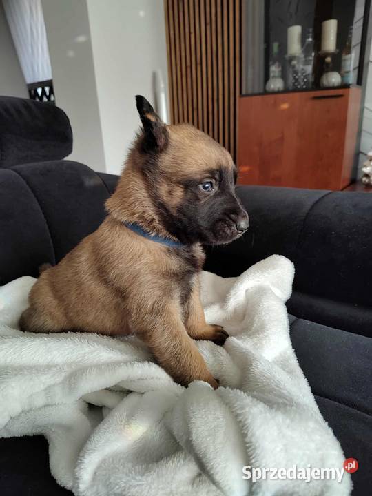 Owczarek Belgijski Malinois Szczeniaki