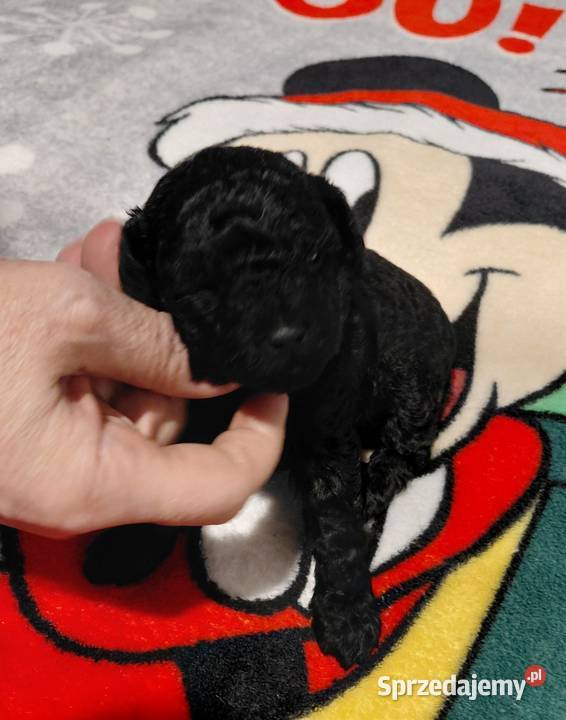 Pudel toy suczka czarna Pozostałe mazowieckie Wyszków