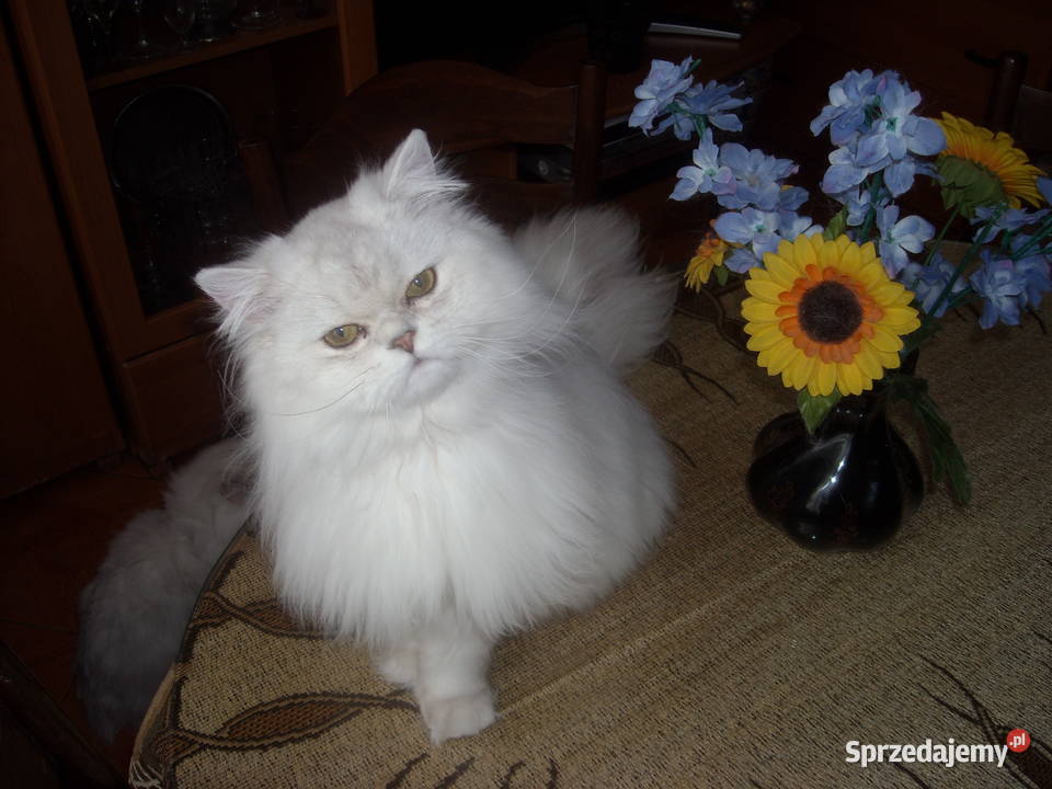 Piekne perskie przytulanki