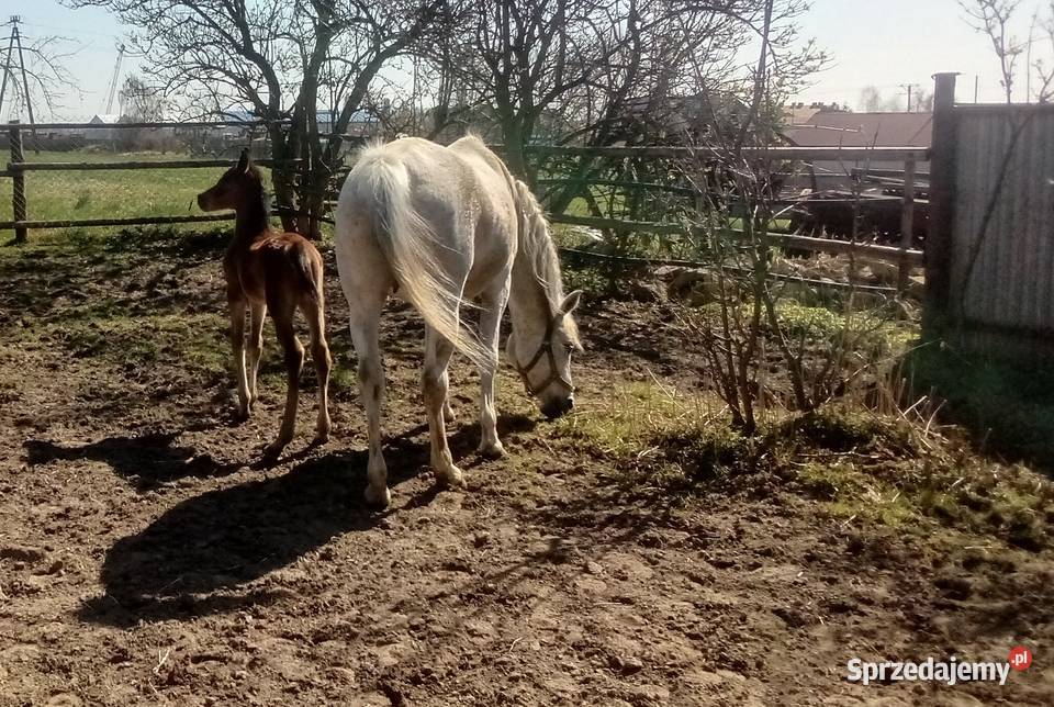 Klacz Arabska ze źrebakiem świętokrzyskie Piórków sprzedam