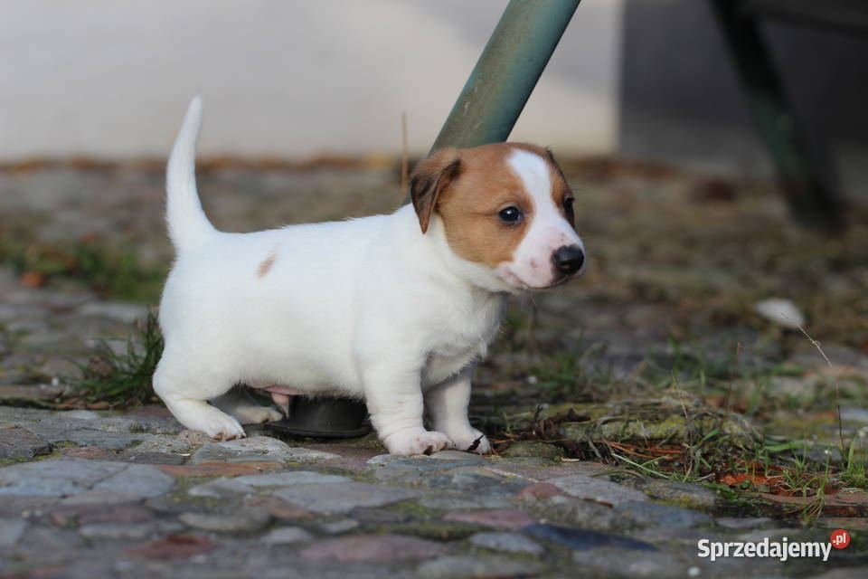 Piesek Jack Russell Terrier krótkowłosy Delastowice
