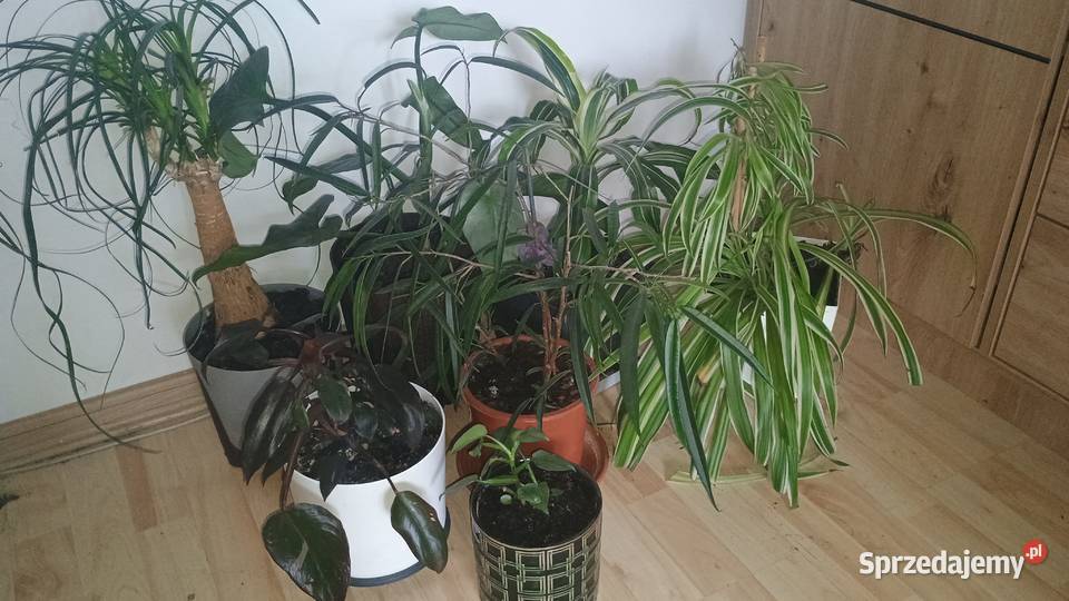 Rośliny doniczkowe wszystkie doniczki sprzedam