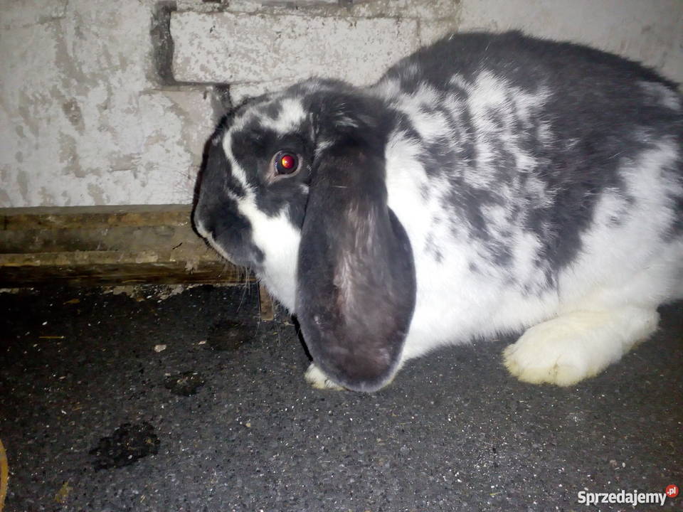 Samica Barana francuskiego Niebieskiego pomorskie Bytów sprzedam