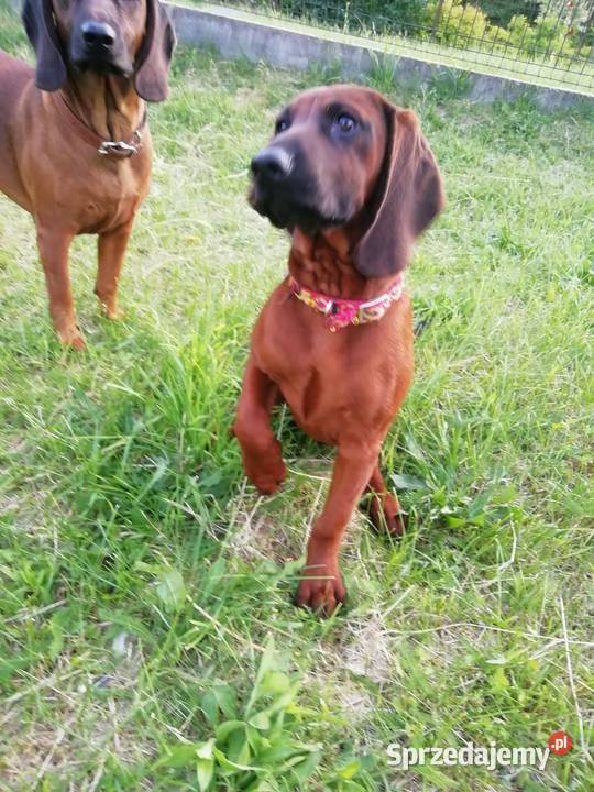 Posokowiec bawarski szczenięta Zwierzyniec