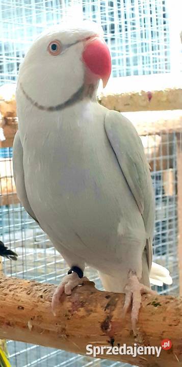 Sprzedam parę aleksandretty obrożnej lacewing i Ptaki Warszawa sprzedam