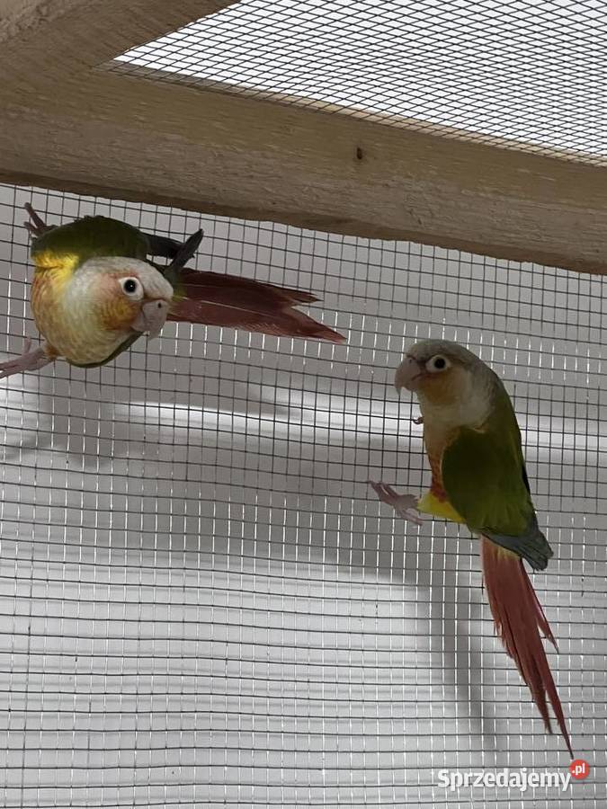 Sprzedam parę rudosterek zielonolicych Siepraw