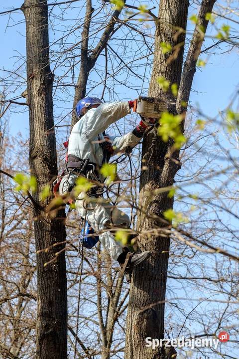 Wycinanie drzew przycinanie drzew karczowanie małopolskie Kraków
