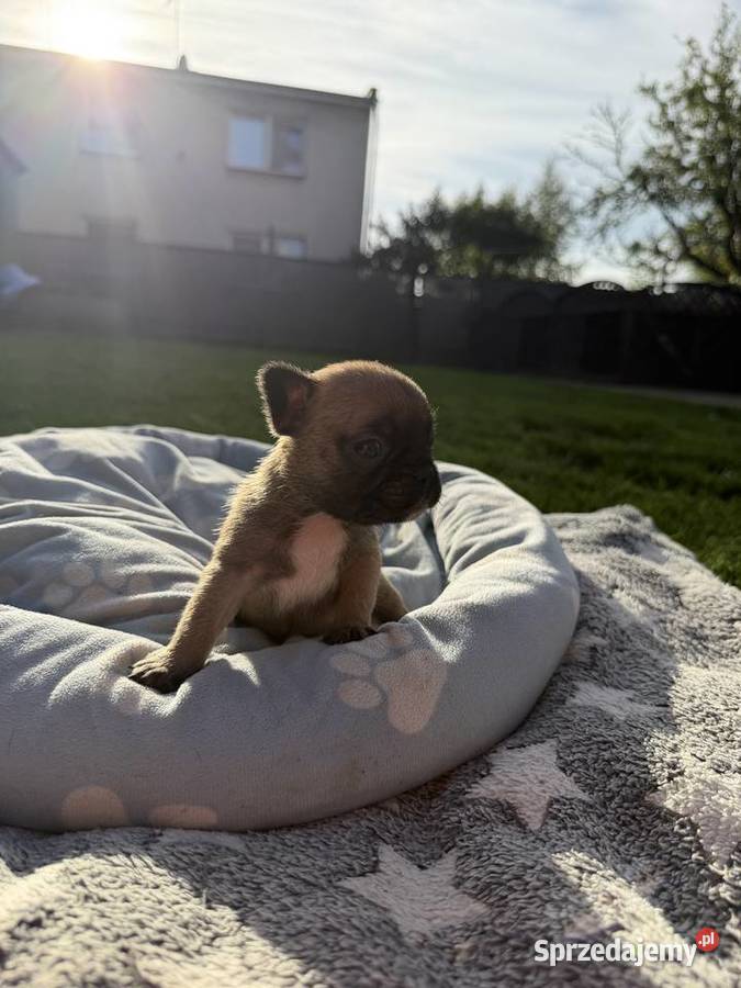 Buldog francuski wielkopolskie Puszczykowo