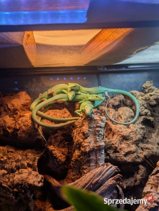 Gastropholis prasina jaszczurka szmaragdową Olsztyn