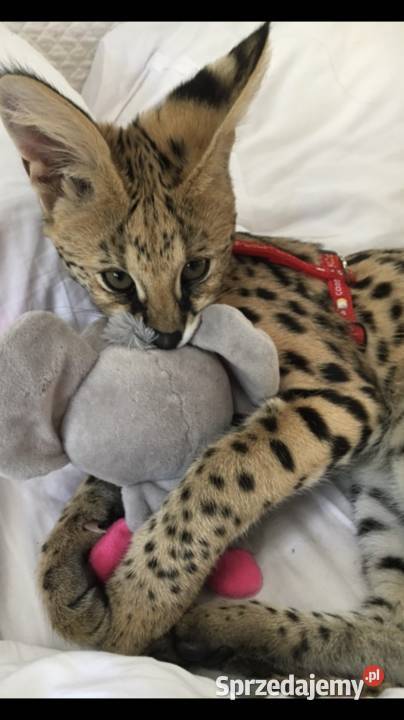 Serval afrykański kocięta legalna hodowla Wisła