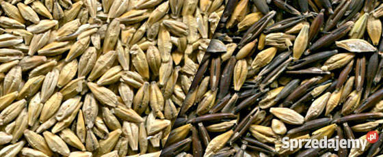 Sortownik optyczny SmartSort wielkopolskie Poznań