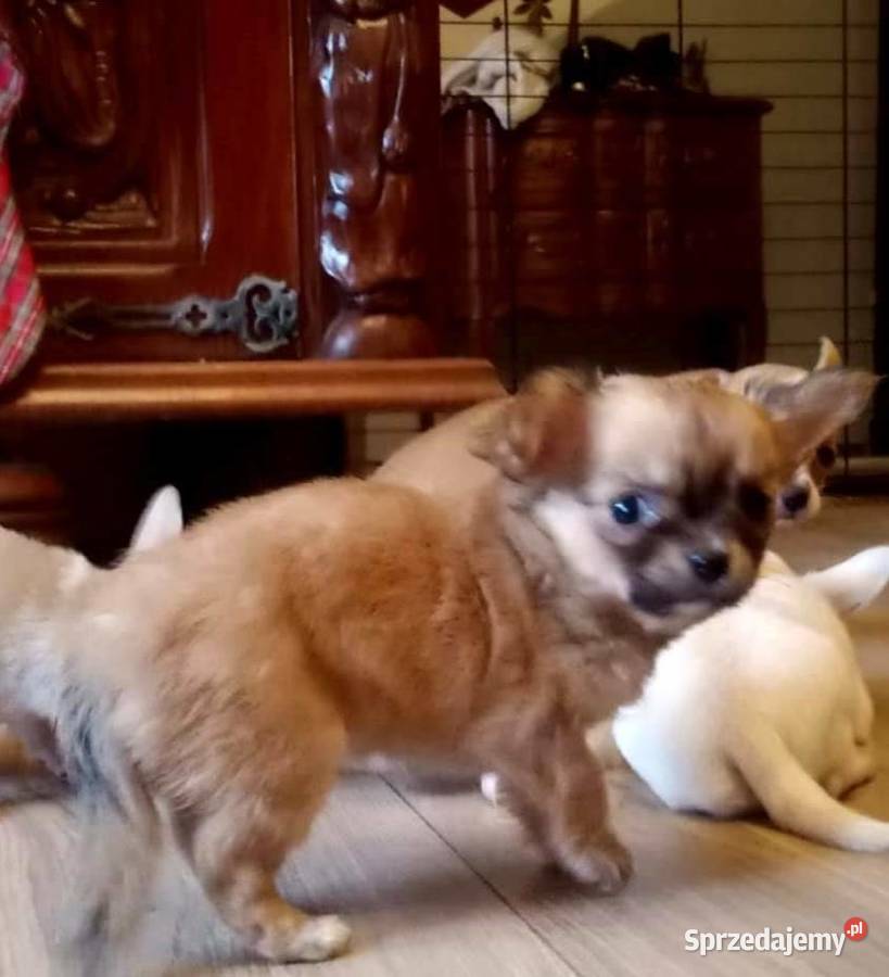 Chihuahua piesek brązowy opolskie
