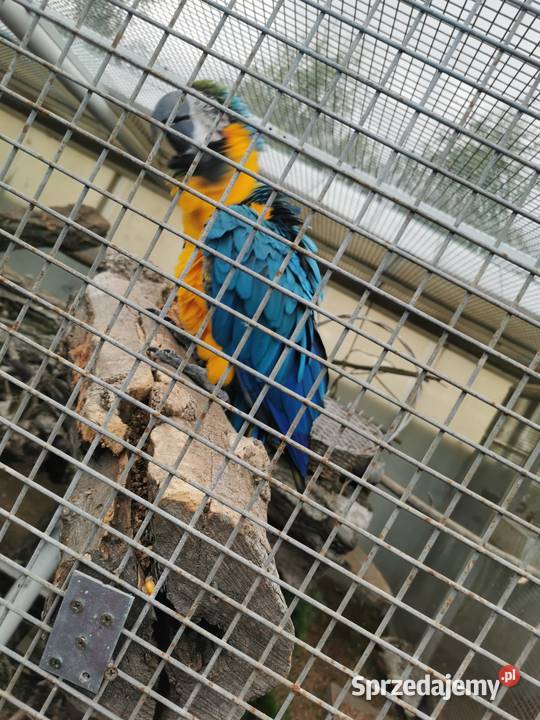 Ara Arauna Samiec 2023r Ary Rauna Zwierzęta sprzedam