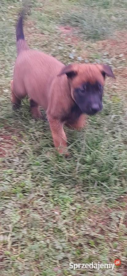 Owczarek Belgijski Malinois FCI Wrocław