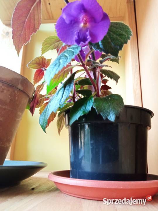 Achimenessadzonki podlaskie Białystok