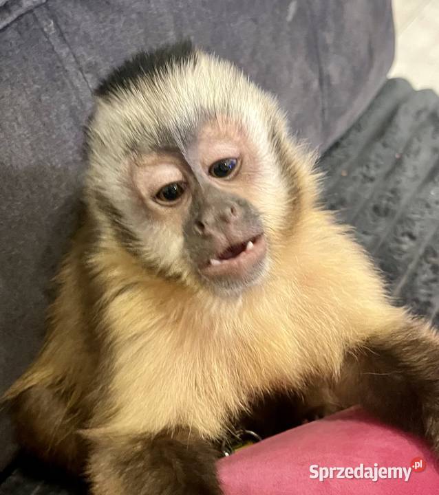 Małpa kapucynka czubata samiec Krosno Odrzańskie sprzedam
