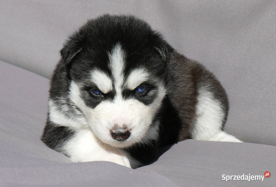 Szczeniak Syberian Husky przeurocza niebieskooka śląskie